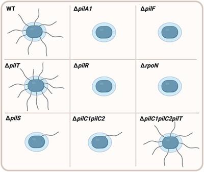 Pathogenic determinants of Kingella kingae disease